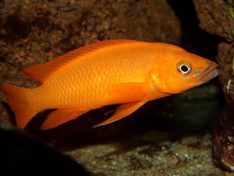 Neolamprologus leleupi